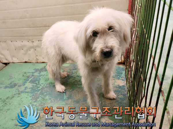 한국동물구조관리협회_441560202301465